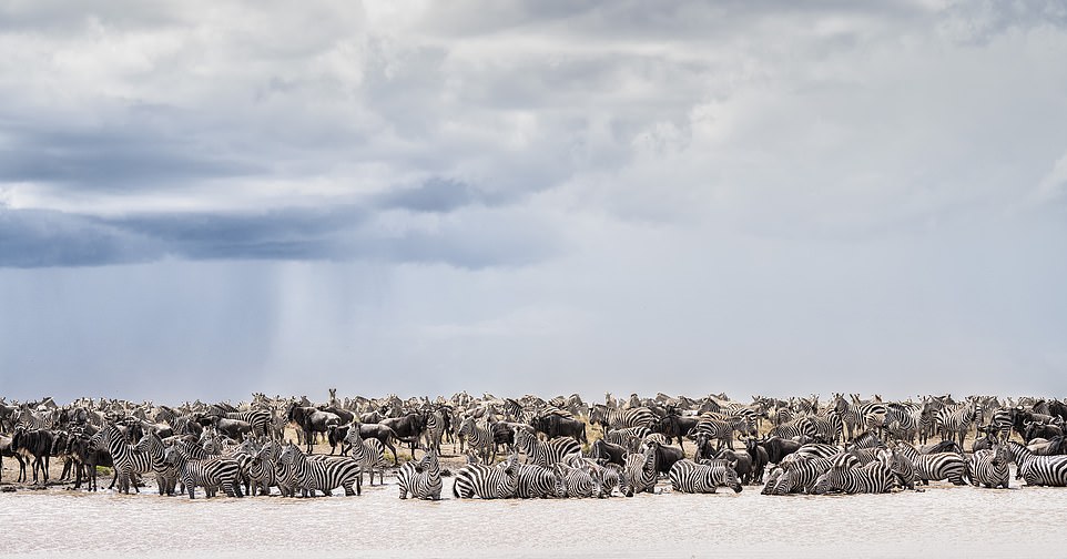 NAMIRI, TANZANIA: Countless zebras, wildebeest and other animals take refuge near a river in the eastern Serengeti as the Great Migration moves south