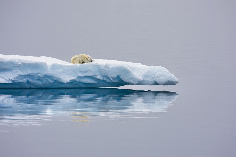 ELESMERE ISLAND, CANADA: A lone polar bear takes a nap on an ice stream near Ellesmere Island, one of the northernmost stretches of solid land in the world