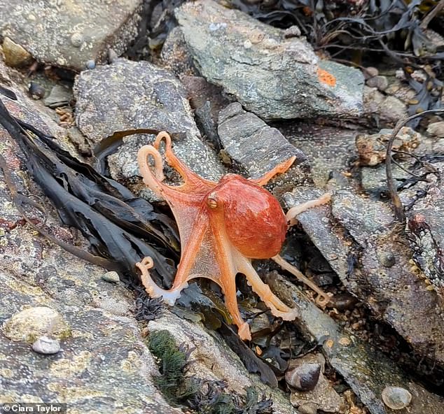 The beautiful creature turns a deep orange-red as it runs out from under the rock and crawls among the seaweed and shells