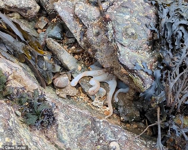 The footage was captured by Ciara Taylor, an assistant at the Marine Conservation Society (MCS), after she was alerted to a telltale array of tentacles