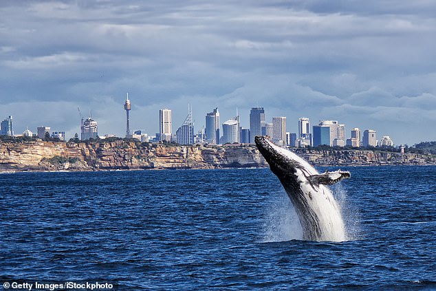 The blonde radio host had a revelation moment on Thursday when she finally saw a whale breach while admiring the view from her home in the eastern suburbs