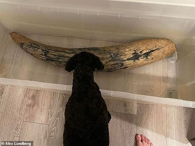 Mastodon fossils are typically found in well-preserved deposits from the Pliocene period 5.4 to 2.4 million years ago and the subsequent Pleistocene epoch lasting 2.5 to 11,000 years ago.  In the photo: Lundberg's dog hovers above the mastodon's tusk