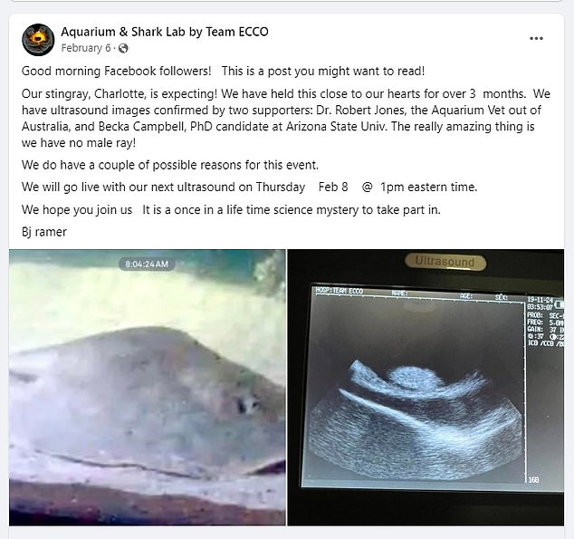 The team said they thought it could be cancer, but after performing ultrasounds, they realized she was pregnant with multiple puppies and announced the news in a Facebook post in February.