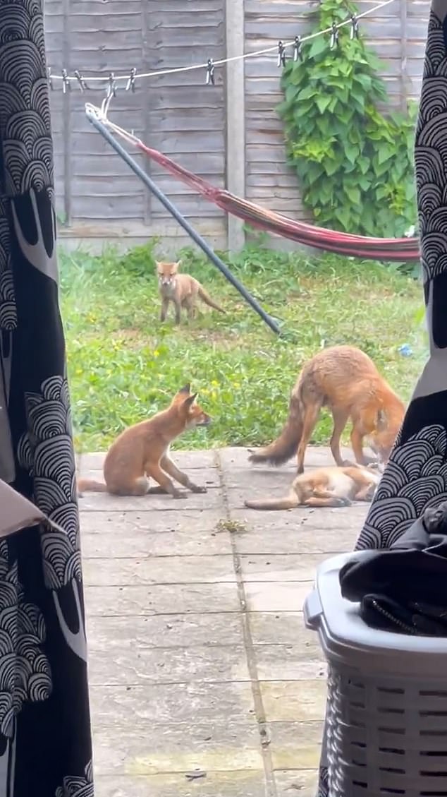 A British woman discovered that a family of foxes made themselves at home in her garden after seeing nine cubs prancing and playing outside her window