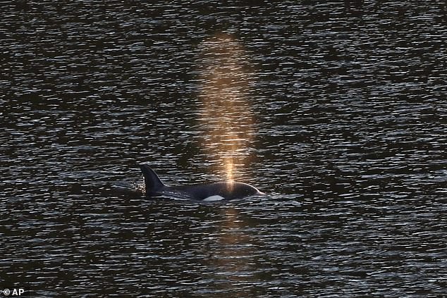 The baby killer whale, Kwiisahi?is, which means Brave Little Hunter, escaped from the Canadian lagoon (pictured) where she has been stranded since March 23.