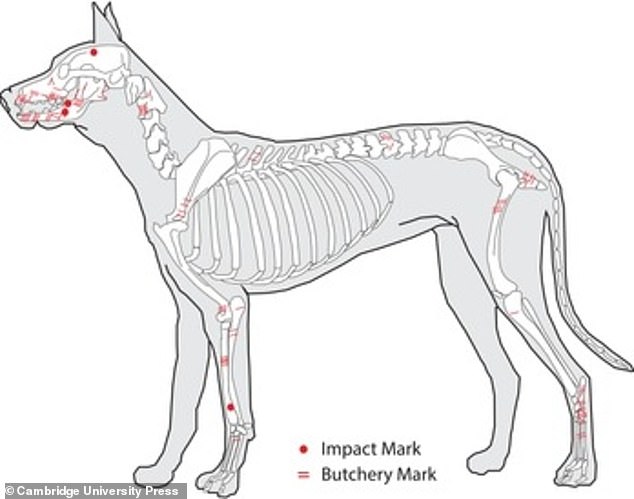 Archaeologists found 181 canine teeth bones from 16 dogs, and said at least six were eaten by English settlers between 1609 and 1617