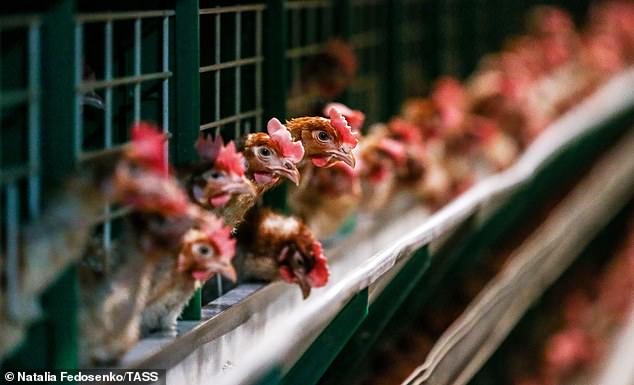 Bird flu has been detected at a Victorian egg farm, forcing it into lockdown.  Chickens in an egg farm are depicted