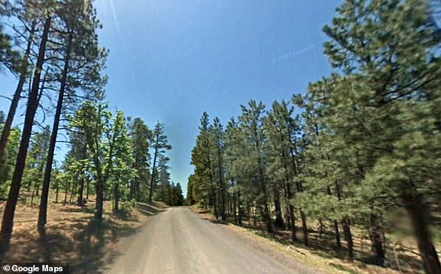 His mother, Carol Hawkins, said the family has vacationed at the cottage off Blue River Road for years and she never thought something like this could happen.  (Pictured: Arizona's Apache National Forest, where the bear attack occurred)