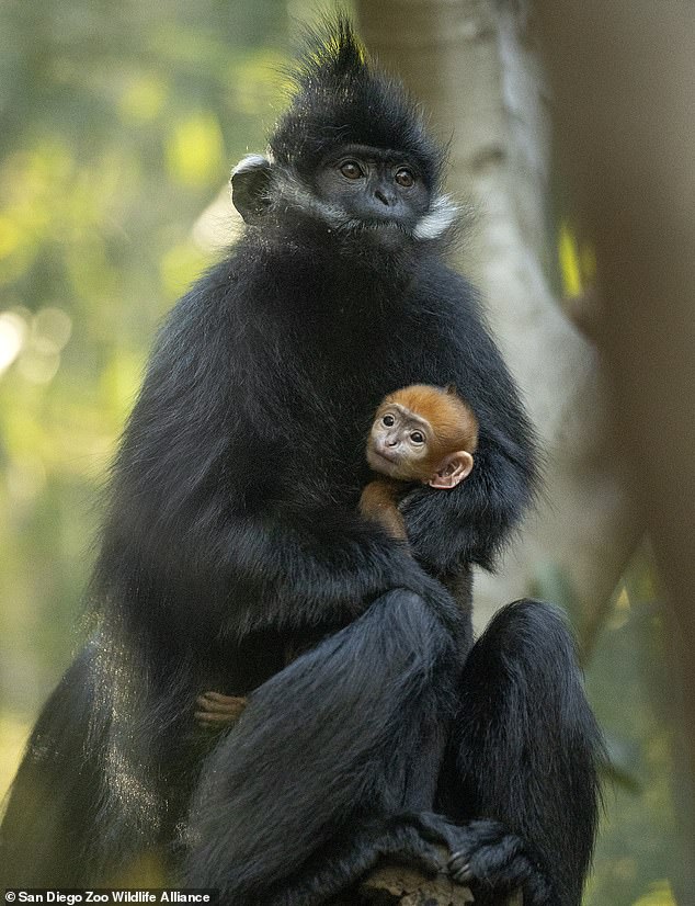 A vibrant orange baby monkey was born at the San Diego Zoo on April 12 and is the first to be welcomed to the zoo since 2019.  (photo: the baby is cradled in a tree by his mother Meili)