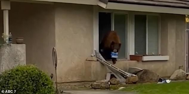A large black bear nicknamed 'Oreo' has become a frequent sight on Canyon Crest Drive in Monrovia, California