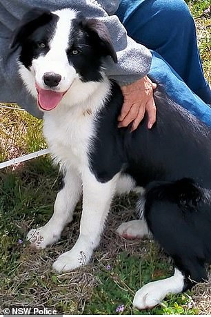 The police have now found Sophie the Border Collie