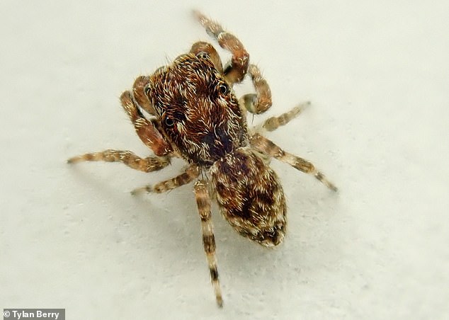 British Arachnological Society expert Tylan Berry discovered it on the University of Exeter's Cornwall campus in Penryn.  In the photo a male Anasaitis milesae