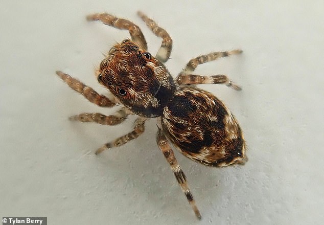 Britain should brace for an influx of exotic spiders, scientists say, as a new species of arachnid called Anasaitis milesae has been found in Cornwall.  In the photo a female Anasaitis milesae
