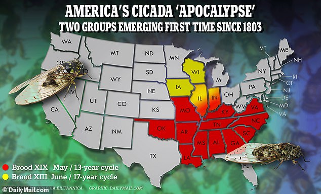 Cicadas map shows where broods emerge as sightings start to