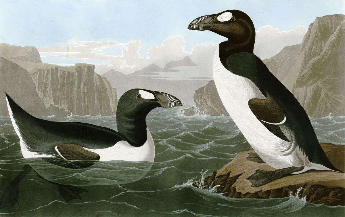 An illustration of two great auks, a penguin-like black and white bird.  One is chilling on a rock, the other is swimming. 