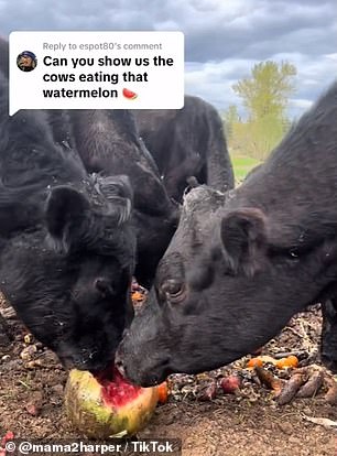 A TikTok star is going viral after revealing how she manages to scoop up 12 tubs of unsold Costco fruit every week to feed her farm animals