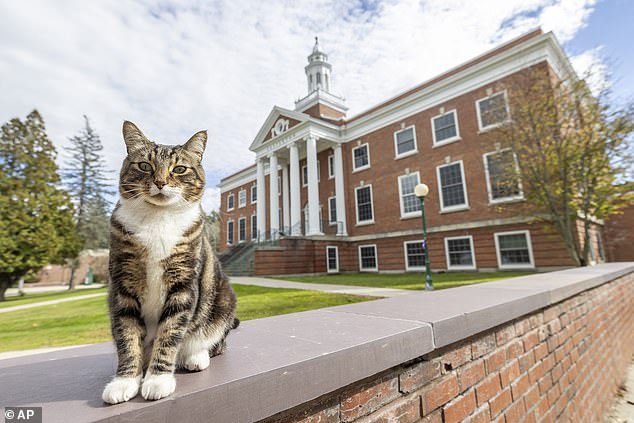 A Vermont university has awarded an honorary degree to their campus celebrity: a cat named Max (pictured)