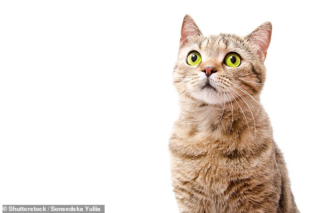 Researchers from the Royal Veterinary College in London and National Chung Hsing University in Taiwan have created 'life tables' for domestic cats in Britain (stock image)