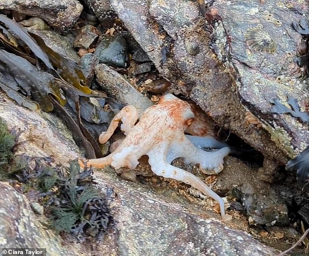 The curly octopus (Eledone cirrhosa) starts out a ghostly shade of white before transitioning to a deep orange-red