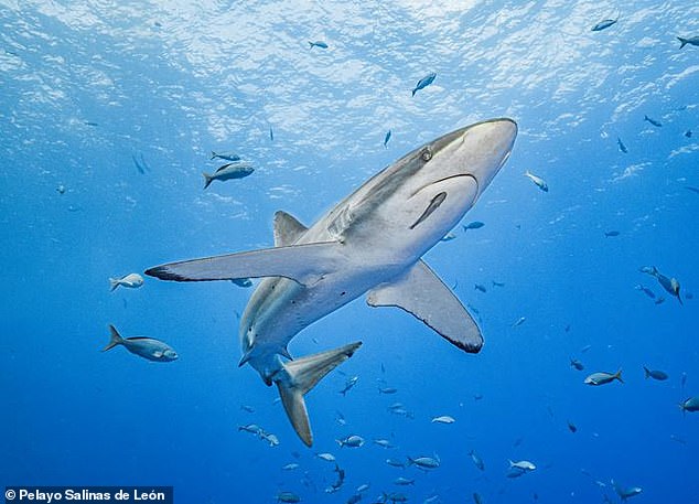 Step aside, Michael Phelps, there's a new record-breaking swimmer in town.  A silky shark has broken the world record after swimming 27,000 kilometers across the Pacific Ocean.