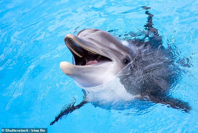 The dolphin was reported by Florida Fish and Wildlife officials, who saw the animal stuck between a dock and a seawall.  By the time a rescue team got there, the young animal had died.