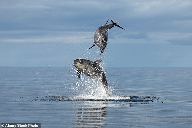 It is not clear how the bottlenose dolphin in Florida became infected with bird flu.  Infections in other marine mammals such as seals and sea lions are somewhat common, but not in dolphins and whales.