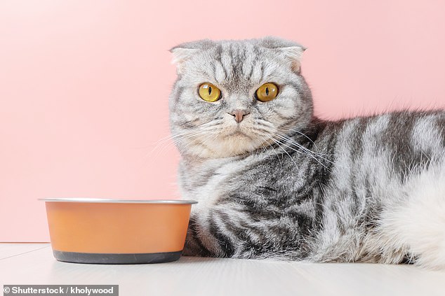 A new study from Burns Pet Nutrition has revealed that the Scottish Fold has been voted the 'top cat' by the British (stock image)