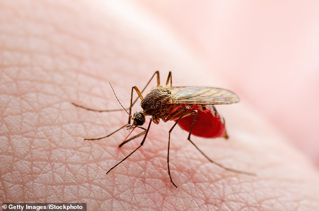 Scientists have predicted it will be a 'very bad' mosquito season and warned of a rise in insect-borne diseases.