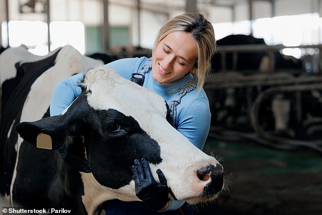 They aren't the first animal you think of when considering therapy.  But cuddling cows can be an effective way to ease stress and anxiety – especially if you're a woman, a new study shows (stock image)