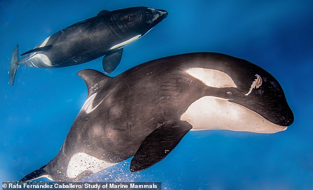 White Gladis (left) and Black Gladis (right) – along with Gray Gladis – are involved in many of the attacks on ships on the Portuguese and Spanish coasts (2020 file image of the killer whales)