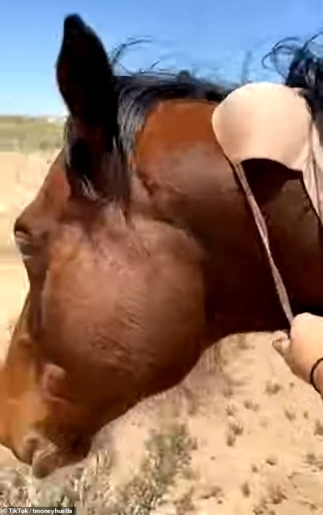 Okay!  A New Mexico barrel racer whose horse escaped used her bra straps as a lasso to catch the nearly 1,000-pound animal while she didn't have her halter to help