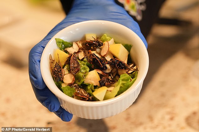 Restaurants and home chefs alike are using the noisy insects in their dishes as they swarm across the U.S. this spring.  Pictured is a cicada salad served at the Audubon Insectarium in New Orleans, April 17, 2024