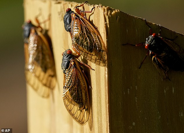 Cicadas are medium to large insects known for their sturdy bodies, bright wings and high-pitched buzzing sounds.  Pictured: Crickets in Nashville, Tennessee, May 6, 2024