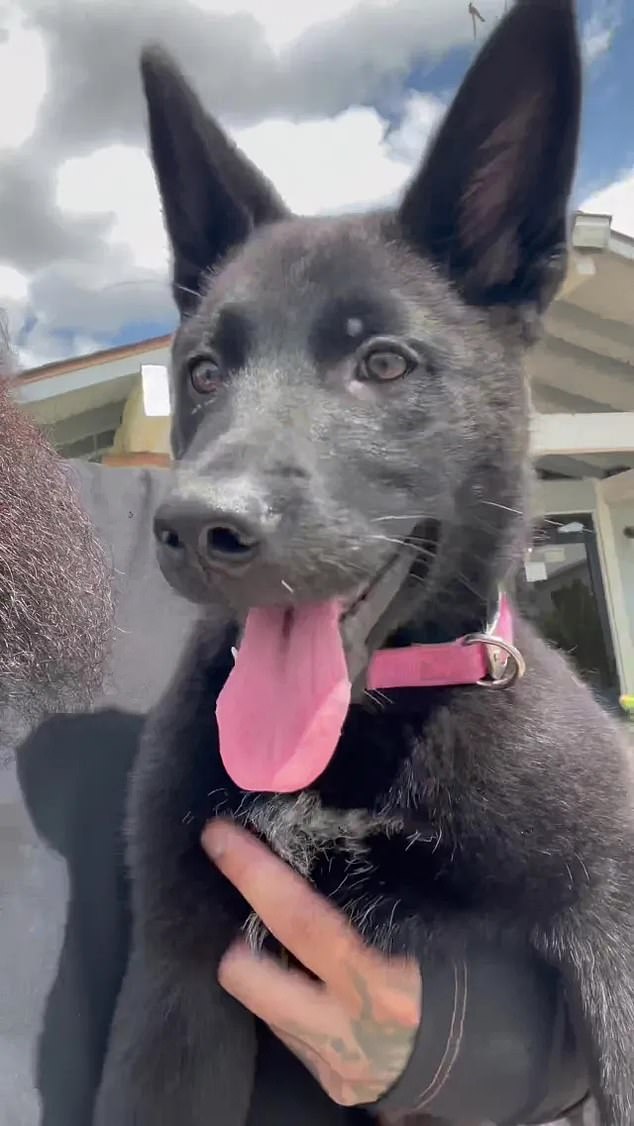 The three-month-old puppy was abandoned Thursday at the Country Living Mobile Home Park in Fresno