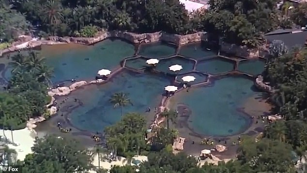 Anna Beaumont, 13, was found unconscious at Discovery Cove theme park in Orlando, Florida, around 11:25 a.m. on Tuesday.