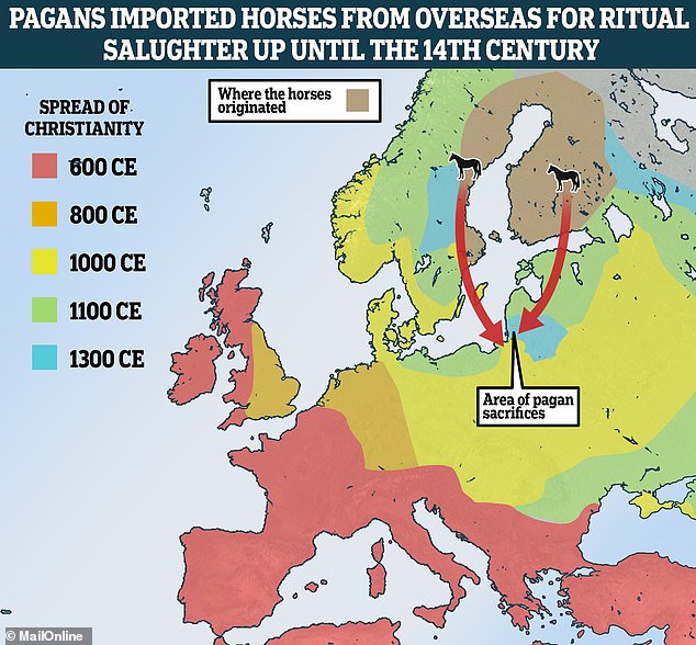 Horses were imported by pagans from Sweden and Finland to Eastern Europe – modern-day Poland and Lithuania – for the sole purpose of being sacrificed between the 1st and 13th centuries AD.