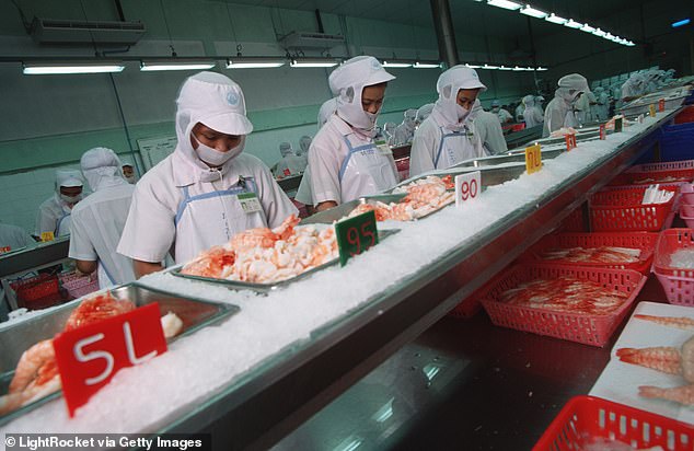 Workers at the Thai Union Frozen food processing plant outside Bangkok clean and prepare freshly cooked shrimp