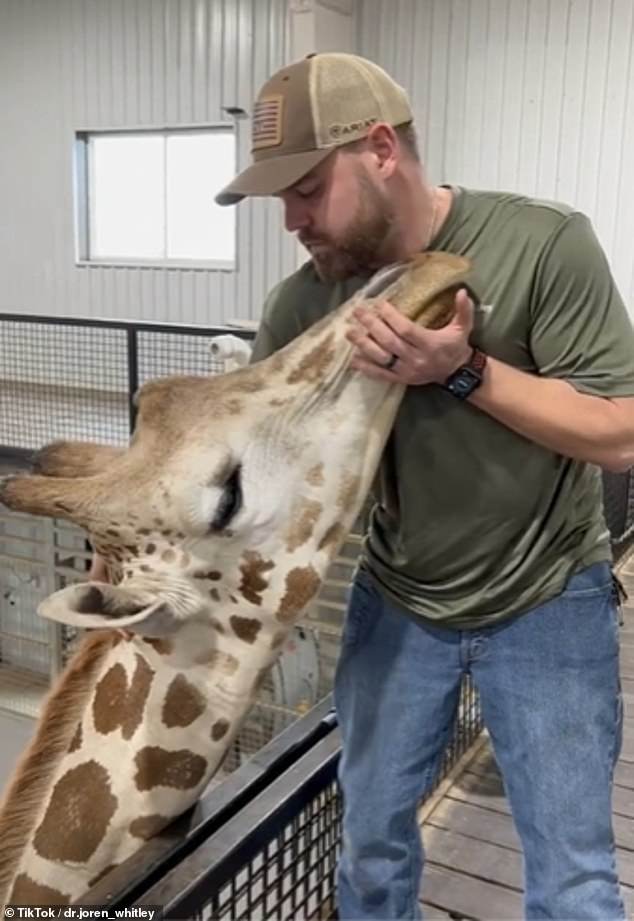 Gerry the giraffe (pictured) did not appear to be in pain, but also had minor problems in his upper and lower neck.