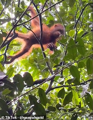 Ganyah said living in the jungle is a 'dream come true'