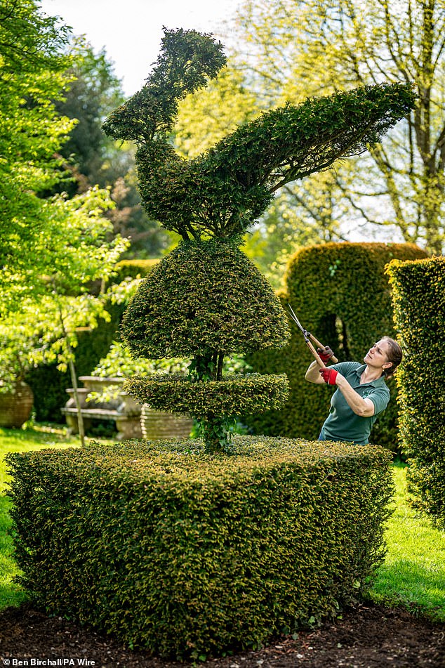 A team of gardeners carefully clear the box and yew bushes, which have been cut into eccentric shapes over the years, including proud peacocks