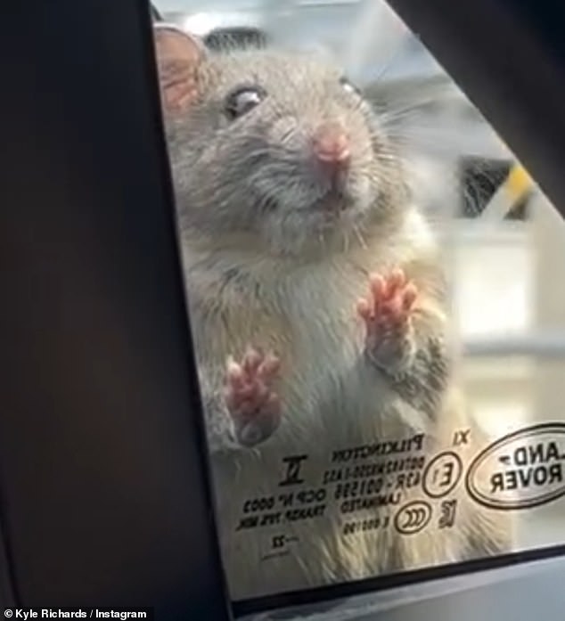 In a hilarious video on her Instagram page, the 55-year-old saw the rodent peering at her and wondered: 'Why is it looking at me like that?'