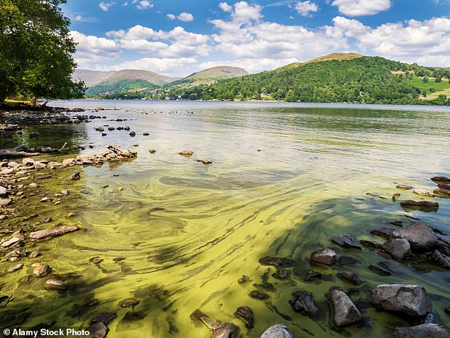 Every summer, Lake Windermere begins to turn green as warmer temperatures make algae blooms increasingly likely