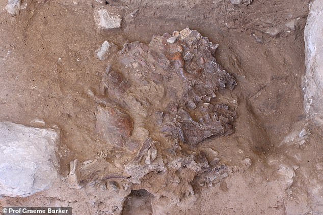 Her skull had been crushed relatively shortly after death, possibly by falling rocks, meaning that more than 200 pieces were pieced together freehand to return it to its original shape