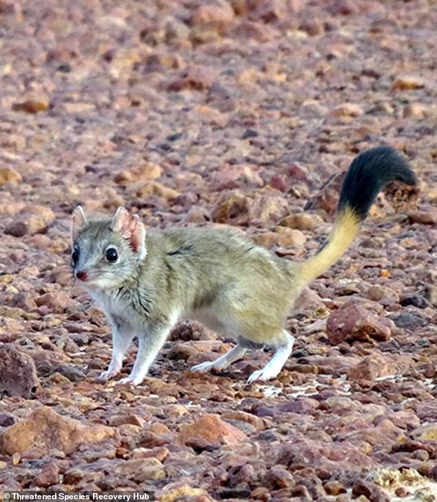 The kowari, a native marsupial found in inland Australia, has recently been upgraded to an endangered species, largely thanks to feral cats