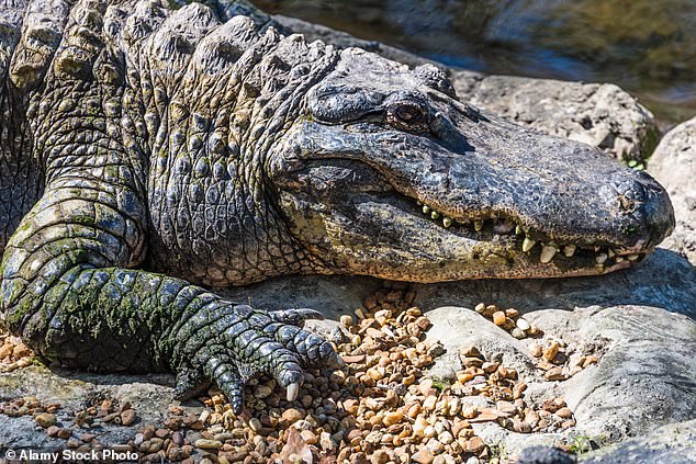 The woman, believed to be in her 60s, was found dead along the shores of Horsepen Bayou in Clear Lake around 8:40 a.m. Tuesday, less than 12 hours after she was last seen.  Houston police officers had been searching the area for the missing woman when they discovered an alligator chewing on her body (stock photo)