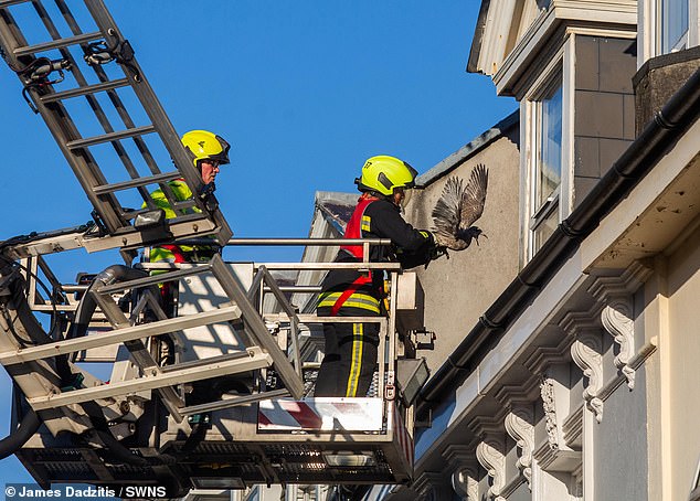 The charity was called to rescue a baby seagull from a roof it was stuck on, along with firefighters and police who were forced to close the street in Plymouth, Devon.