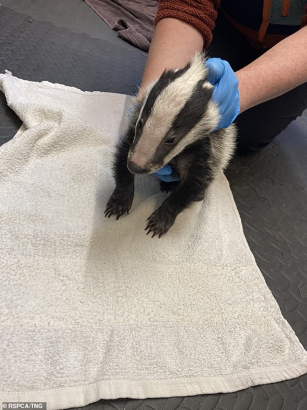 The badger was found hidden behind rocks at Porthlysgi Beach before being taken to an RSPCA base to be assessed