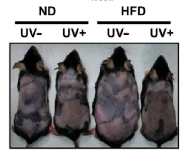Regardless of whether mice were fed a normal diet (ND) or a high-fat diet (HFD), the mice exposed to UV light for 12 weeks did not gain significant weight