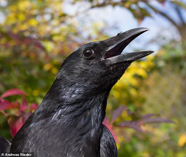 They are already known as one of the smartest animals in the world.  Now experts have discovered that crows can even count out loud – in a similar way to human toddlers