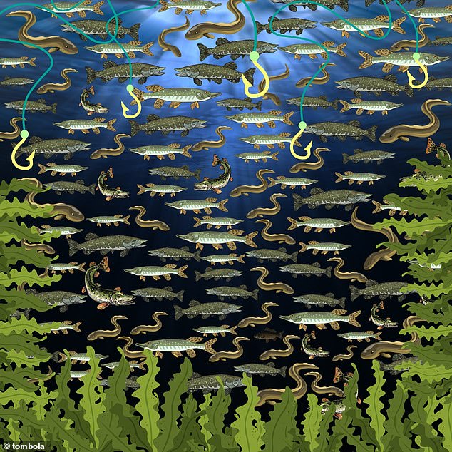 Only the most eagle-eyed players can spot the hidden carp in seconds in this mind-boggling brainteaser